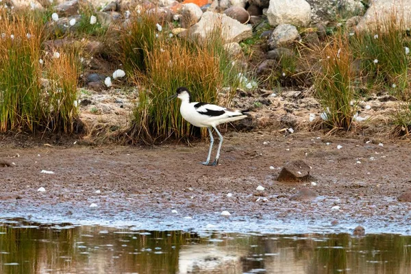 Una Foto Gran Angular Pájaro Parado Frente Río Detrás Hierba — Foto de Stock