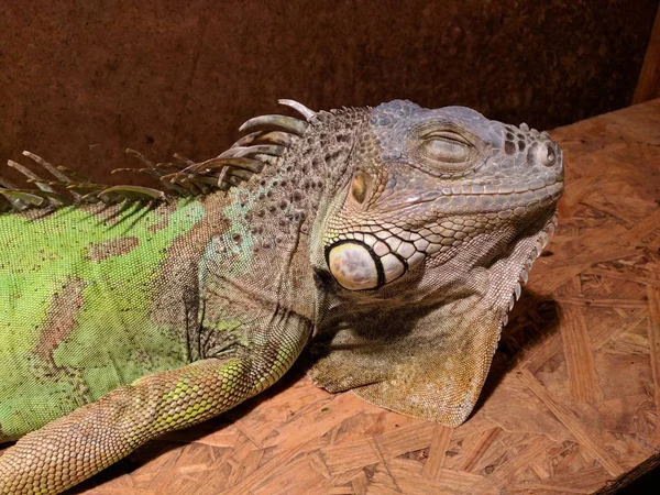 Primo Piano Una Graziosa Iguana Verde Sdraiata Una Superficie Marrone — Foto Stock