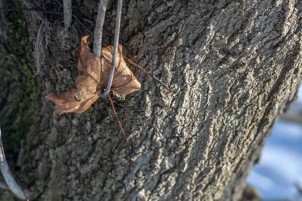 Tiro de close-up de uma folha seca anexada aos ramos de uma árvore — Fotografia de Stock