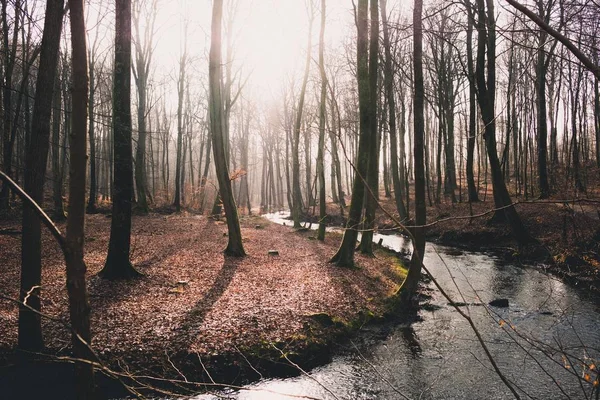 Tiro Ângulo Largo Rio Que Flui Através Uma Floresta Cheia — Fotografia de Stock