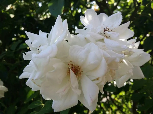 Rodaje Hermosas Flores Blancas Que Crecen Arbusto — Foto de Stock