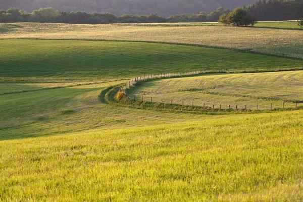 Bellissimo scenario di un campo verde nella campagna nella regione dell'Eifel, Germania — Foto Stock