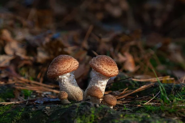 森の中で成長する小さなキノコの選択的な焦点ショット — ストック写真