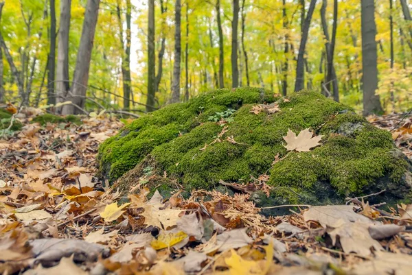 Široký úhel záběru zeleného mechu rostoucího v lese obklopeném suchými listy — Stock fotografie