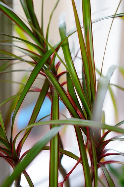 Primer plano vertical de una planta exótica con un fondo borroso — Foto de Stock
