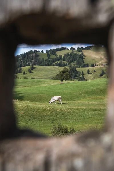 Framed Shot White Horse Rolling Pasture — ストック写真