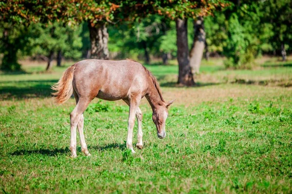 Beautiful Brown Horse Grazing Green Grass Lipica National Park Slovenia — Stock Photo, Image