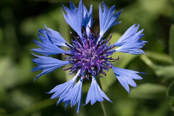 蓝色和紫色圆形花朵在绿色背景后面的特写照片 — 图库照片