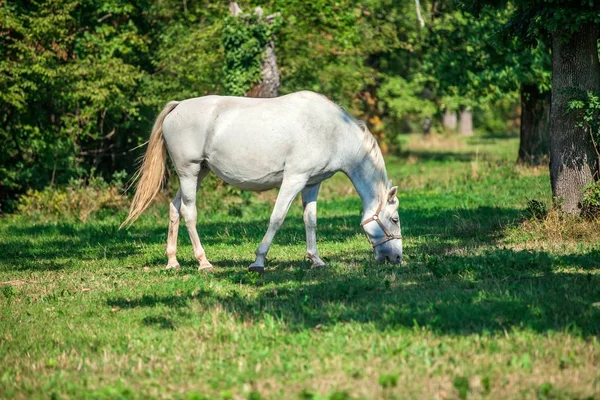 Beautiful White Horse Grazing Green Grass Lipica National Park Slovenia — Stockfoto