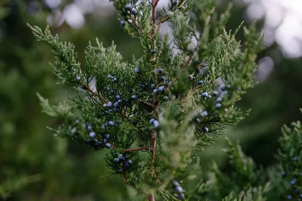 Крупный План Маленьких Голубых Ягод Растущих Зеленой Ветке — стоковое фото