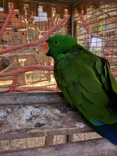Tiro Close Veertical Papagaio Verde Bonito Sentado Dentro Gaiola Zoológico — Fotografia de Stock
