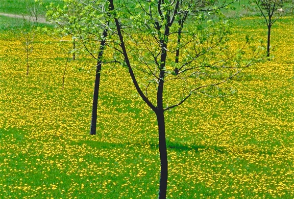 Ein Feld Mit Gelben Blumen Und Bäumen Unter Dem Sonnenlicht — Stockfoto