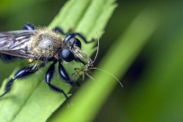 Nahaufnahme Eines Insekts Das Auf Einem Grünen Blatt Steht — Stockfoto