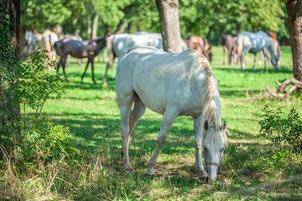 Beautiful White Horse Grazing Green Grass Lipica National Park Slovenia — Stock Photo, Image