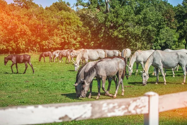 Belos Cavalos Brancos Pastando Lipica Parque Nacional Eslovênia — Fotografia de Stock