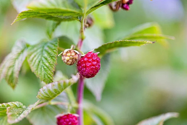 Primer plano del paisaje de una baya de fruta de color rojo con un fondo borroso — Foto de Stock