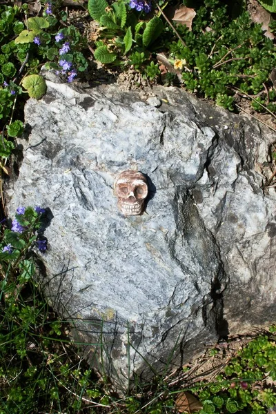 自然の中に置かれた灰色の石の上に小さな頭蓋骨の露頭 — ストック写真