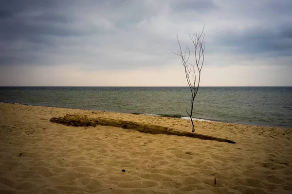 Gedroogde boom en een stam op een zandstrand onder een bewolkte lucht — Stockfoto