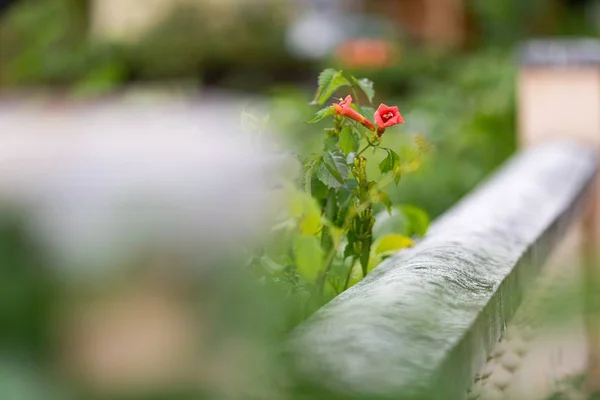 Closeup landscape shot of a red flower with green leaves in a blurred background — 스톡 사진