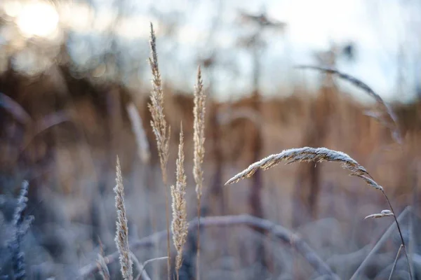 Eine Selektive Fokusaufnahme Von Getrocknetem Gras Das Mit Morgenfrost Bedeckt — Stockfoto