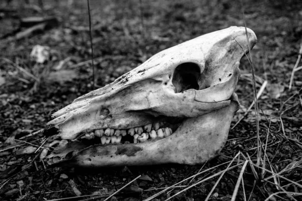 Black White Shot Animal Skull Ground — ストック写真