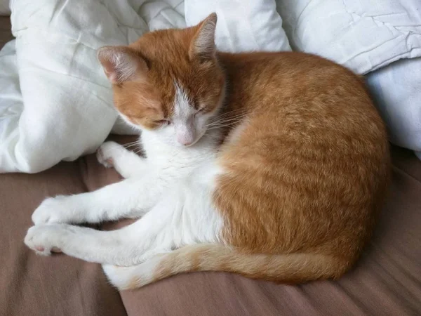 Милая Оранжевая Кошка Отдыхает Диване Белыми Подушками — стоковое фото