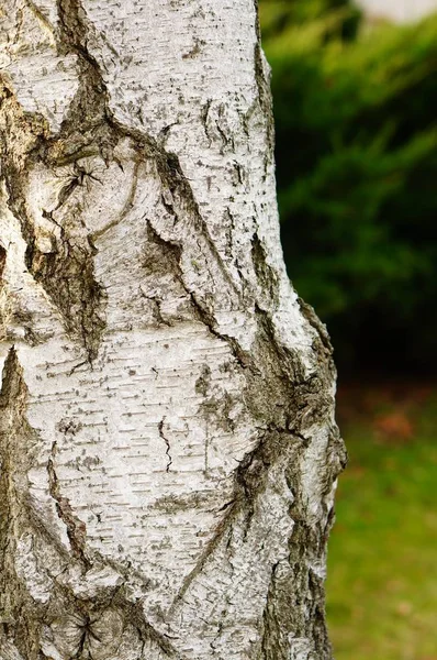 Pionowe Zbliżenie Białego Pnia Drzewa Zamazanym Tłem — Zdjęcie stockowe