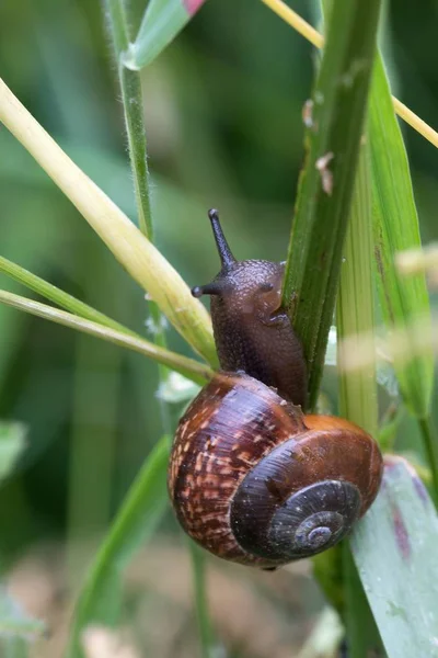 Närbild Brun Snigel Som Försöker Klättra Över Ett Grönt Gräs — Stockfoto