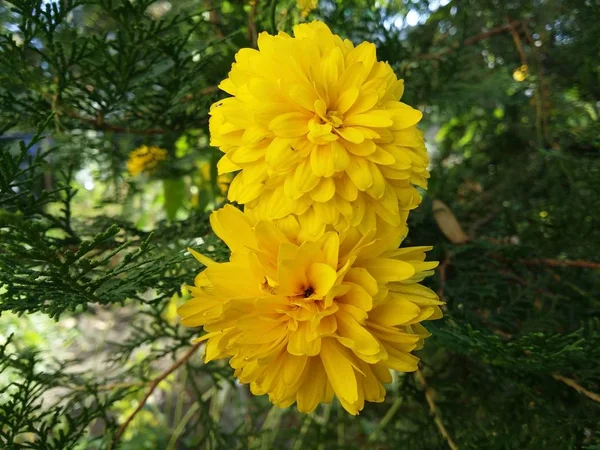 Крупним Планом Знімок Красивих Жовтих Квітів Ростуть Кущі — стокове фото