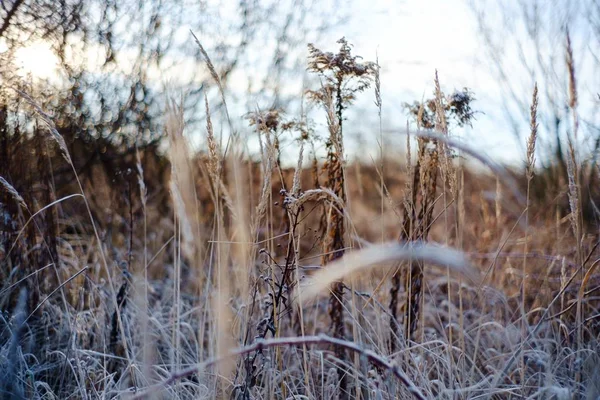 Selective Focus Shot Several Dried Blades Grass Field — 스톡 사진