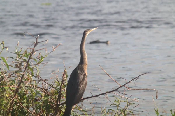 Oiseau Gris Debout Sur Une Branche Sèche Arbre Face Eau — Photo