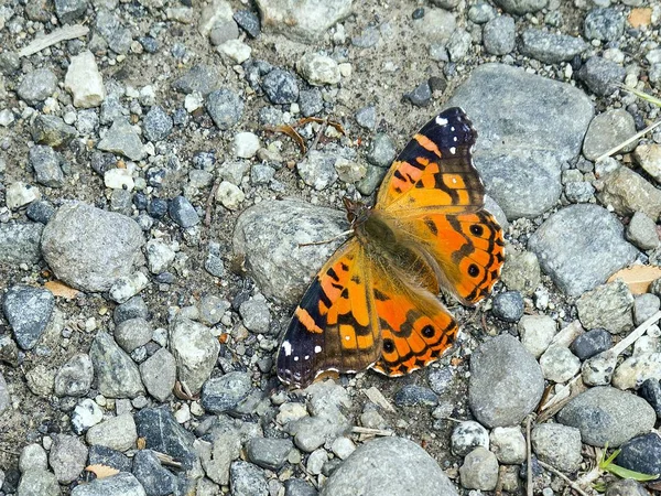 Closeup Shot Cute Vanessa Cardui Butterfly Ground — Stok fotoğraf