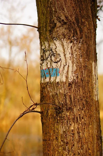 Вертикальный снимок ствола дерева с нарисованным знаком велосипеда на нем — стоковое фото