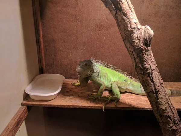 Closeup Shot Cute Green Iguana Lying Brown Surface — 스톡 사진