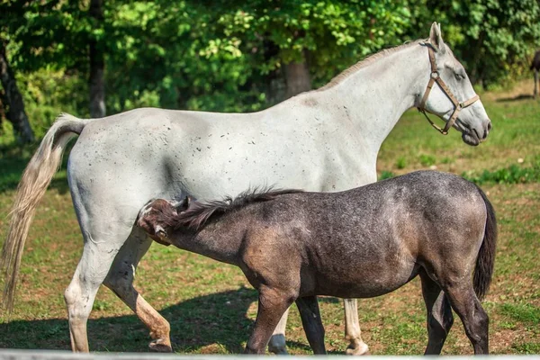 Closeup Shot Foal Sucking Its Mother Milk Daytime — Stock Photo, Image