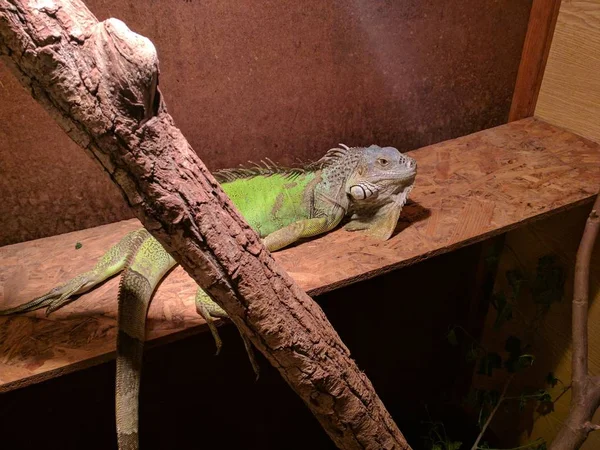 Tiro Close Uma Iguana Verde Bonito Deitado Uma Superfície Marrom — Fotografia de Stock
