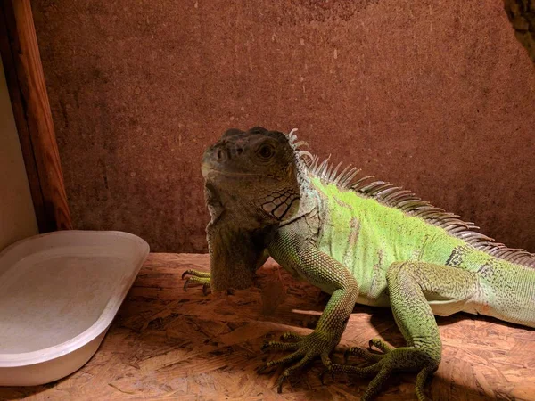 Closeup Shot Cute Green Iguana Sitting Brown Surface — 스톡 사진