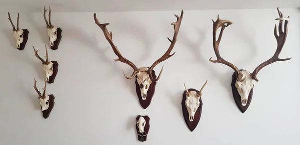 Panoramic Shot Elk Skulls Hanging White Wall — Stock Photo, Image