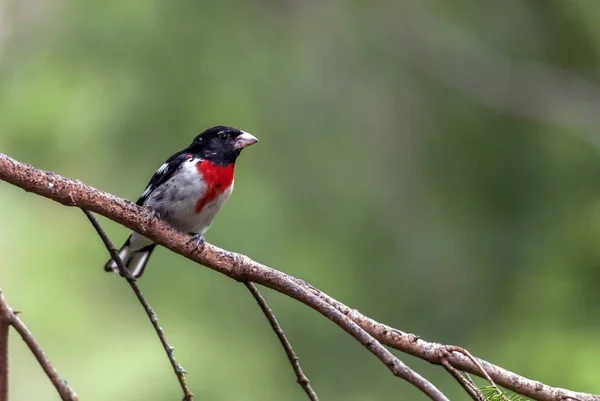 Small Bird Red White Black Standing Dry Branch — Stock Photo, Image