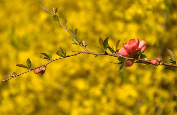 A closeup of pink buds on a tree branch in a garden with a yellow blurred background