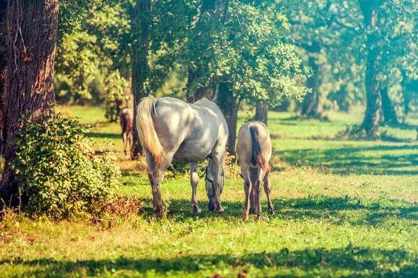 Dois Cavalos Pastando Campo Ensolarado Lipica Parque Nacional Eslovênia — Fotografia de Stock