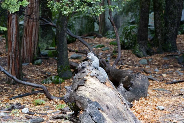 Fallen tree on the ground covered with leaves in the Yosemite National Park — Stock Photo, Image