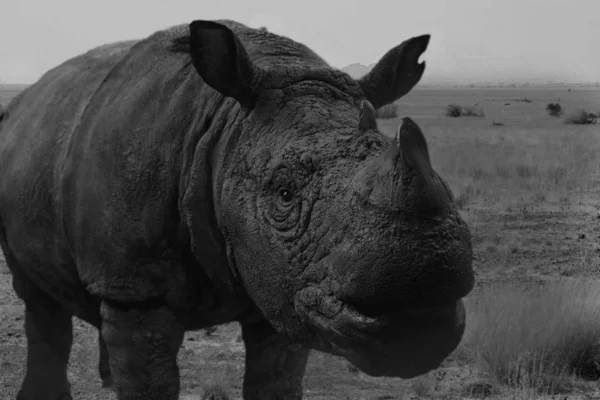 Eine Graustufen Nahaufnahme Eines Indischen Nashorns Auf Einer Wiese Mit — Stockfoto