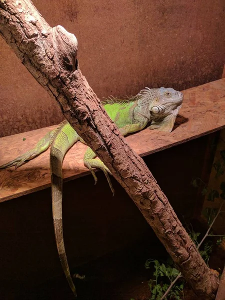 Vertical Closeup Shot Cute Green Iguana Enjoying Sunlight While Lying — 图库照片