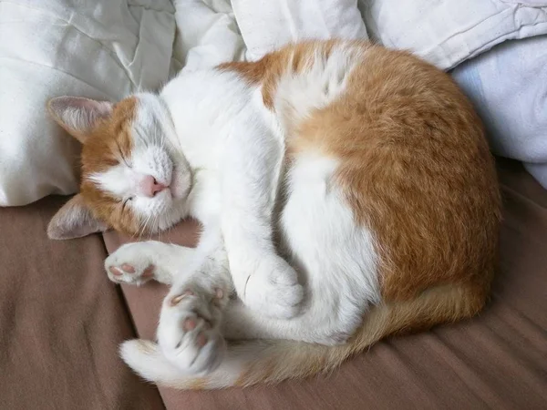 Lindo Gato Naranja Doméstico Descansando Sofá Con Almohadas Blancas —  Fotos de Stock