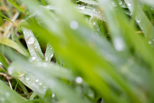 Primer plano del paisaje de una planta de hierba verde con gotas de agua . —  Fotos de Stock