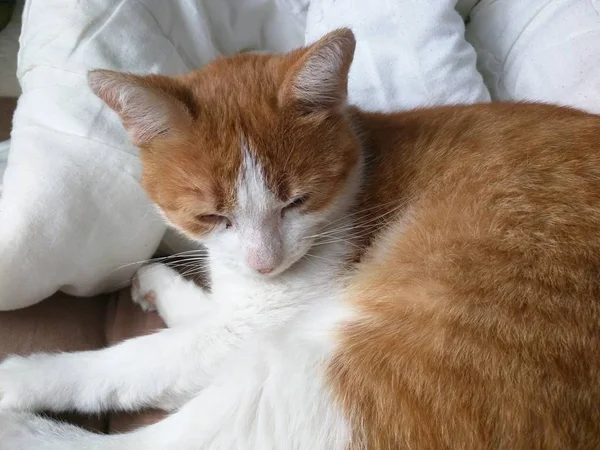 Cute Domestic Orange Cat Resting Couch White Pillows — ストック写真