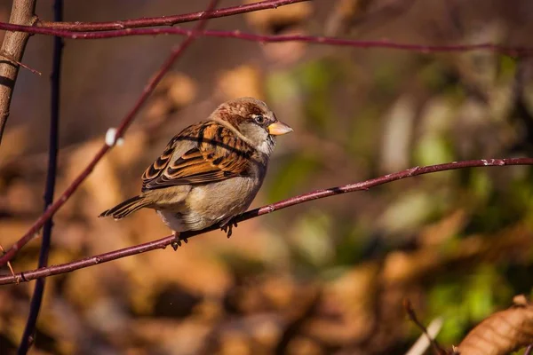 Closeup landscape shot of a house sparrow resting on the branch with a blurry background — 스톡 사진