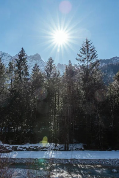 A vertical shot of the sun above the forest during winter