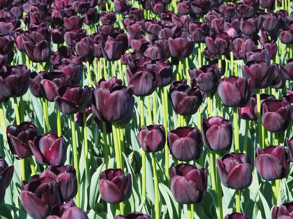 Vacker Bild Fascinerande Tulipa Sprengeri Blommande Växter Mitten Fältet — Stockfoto